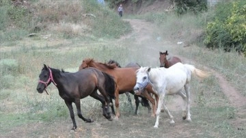 Artvin'de "Mucizeler Diyarı" bakıma muhtaç atlara yuva oldu